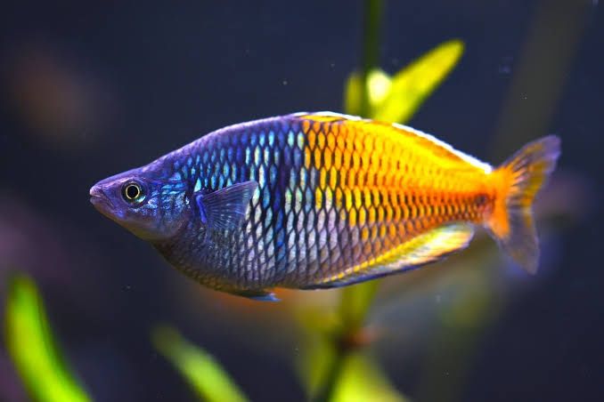 Rainbow fish (boesemani) de cardume