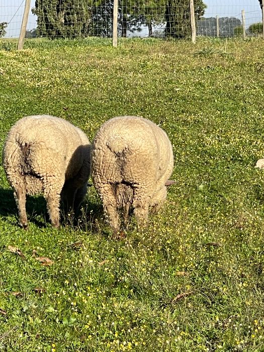 Carneiros,  Mouton Vendéen.
