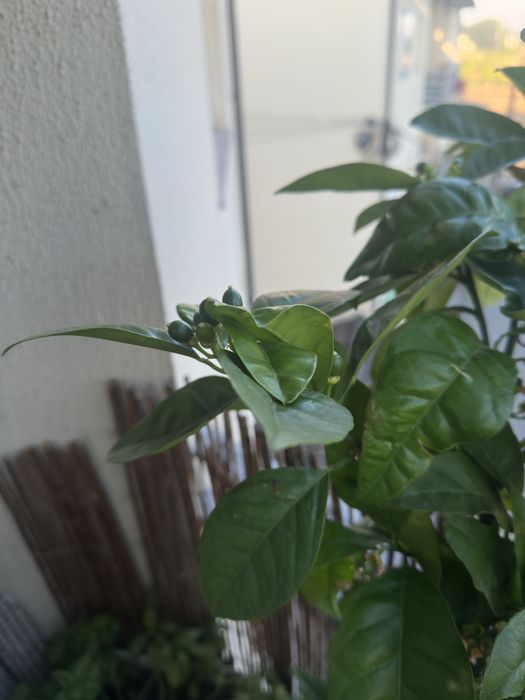 Laranjeira sanguinea com fruta