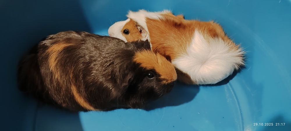 Морські свинки, хлопчик та дівчинка