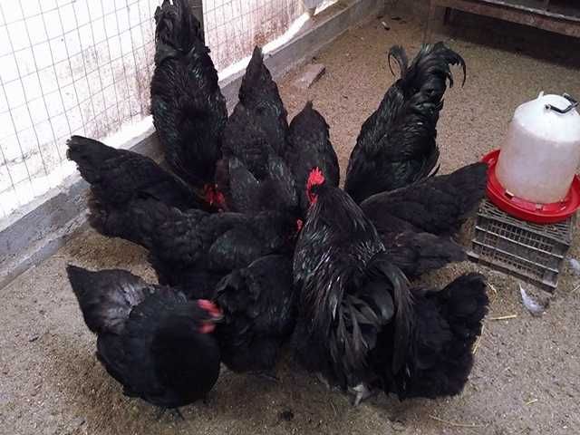 Інкубаційне яйце (курчата). Джерсійський гігант: чорний, блакитний.