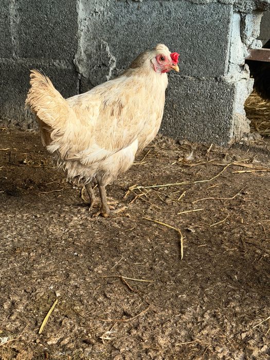 Ovos caseiros galados ( ótimos )