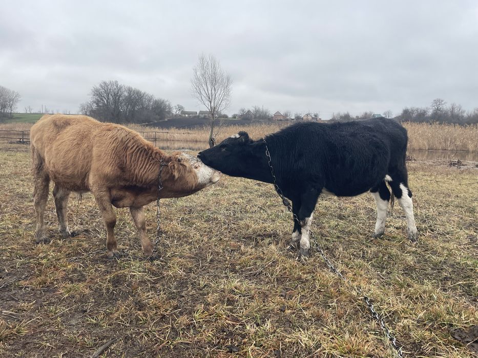 Продам телицю можна на корову
