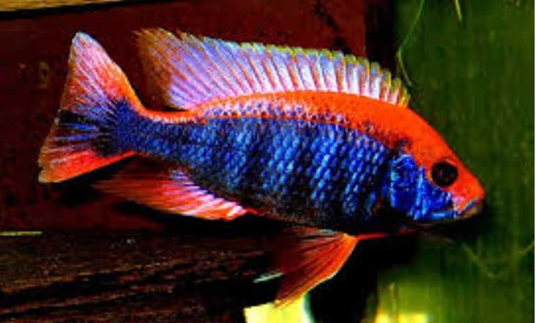 GB MALAWI Pyszczak Aulonocara Ahli - dowóz ryb!