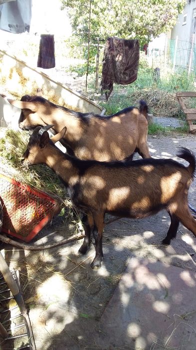 Продам козиняток  на плем'я.