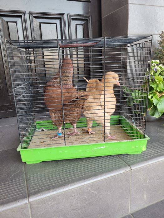 Gołębie kingi ..para