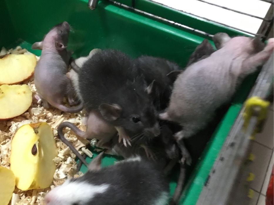 Продам декоративних щуриків