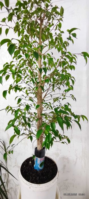 Бонсай - фікус дрібнолистний Бенджамиіна.