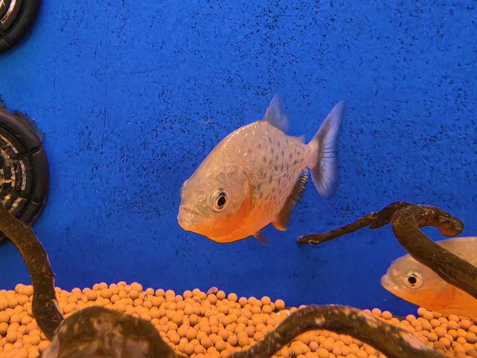 Piranha Vermelha
