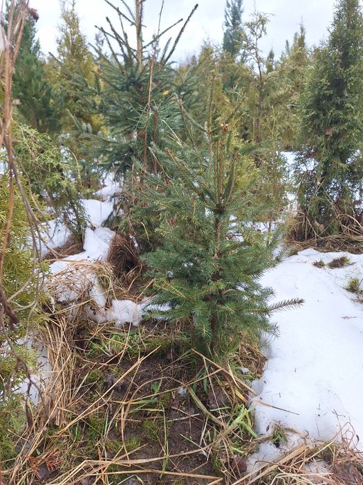 świerk pospolity sadzonki