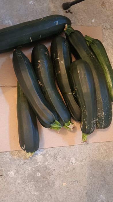 Cukinia 5 kilogramow