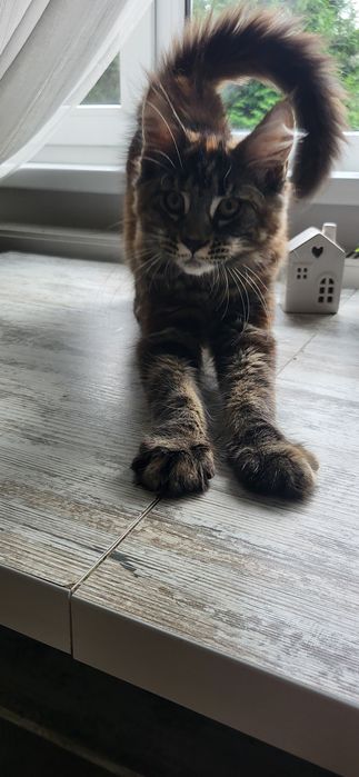 Koteczka Maine Coon
