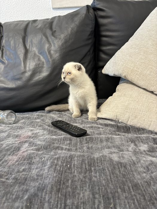 Gatinho scottich meigo puro e meigo