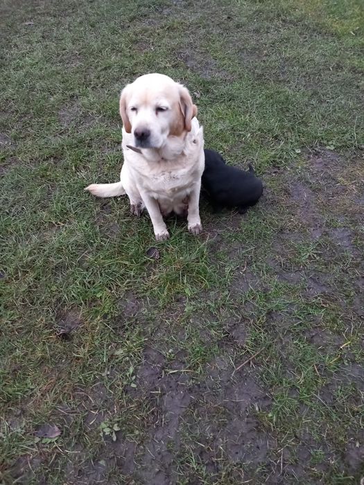 Продаються цуценята