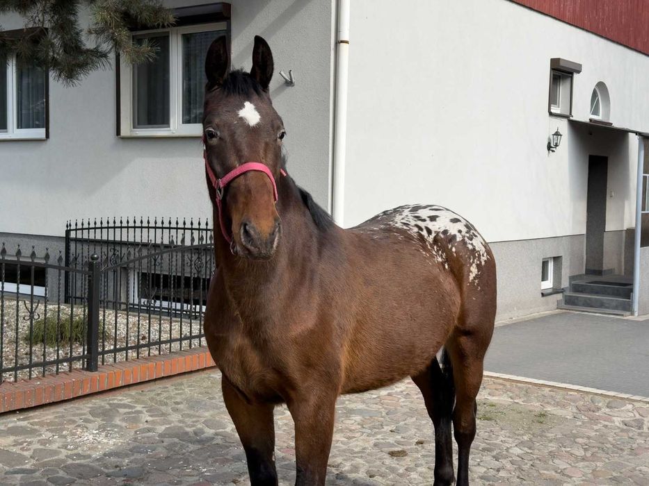 Tarant wałach 2 lata