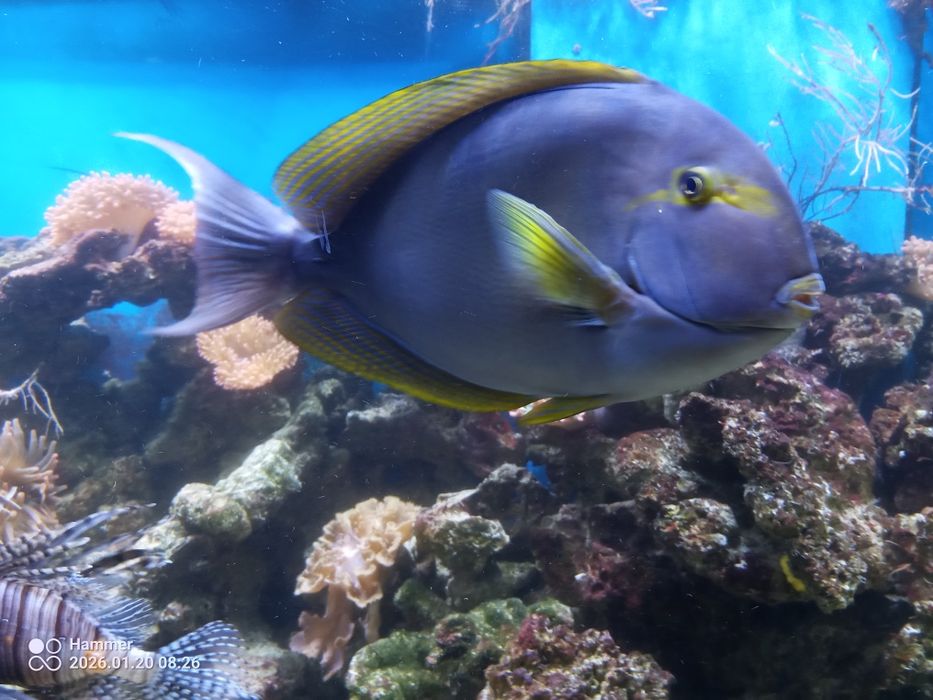 Ryba morska pokolec XXXL 45cm