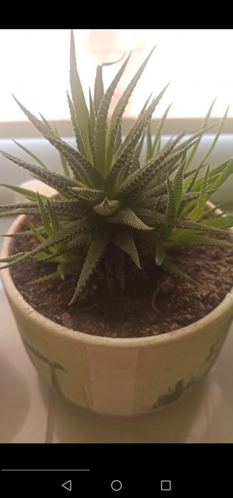 Кактус рослина вазон квіти