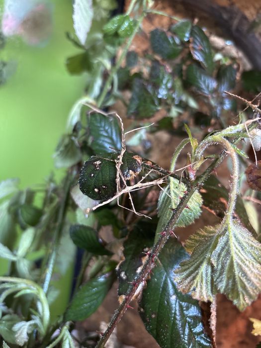 Młode patyczaki oddam
