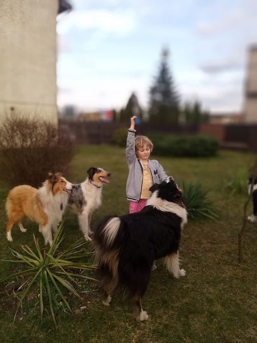 Zapowiedź miotu Owczarek szkocki collie