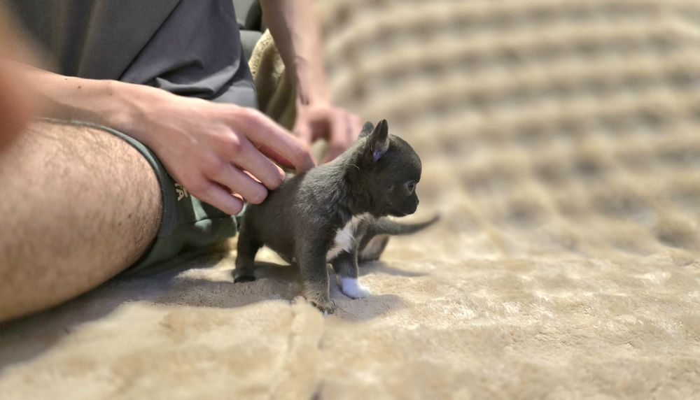 Chihuahua miniaturka śliczny