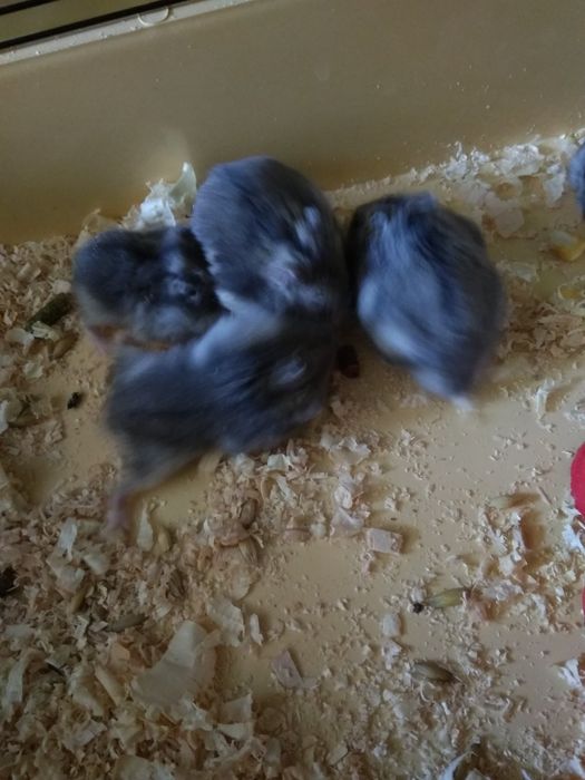 Джунгарский хомяк