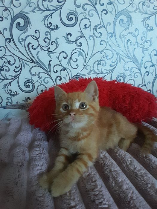Віддам котика в добрі руки
