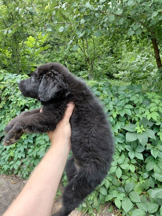 Цуценят в хороші руки