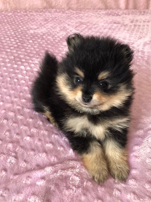 Lulu da Pomerânia Fêmea Mini