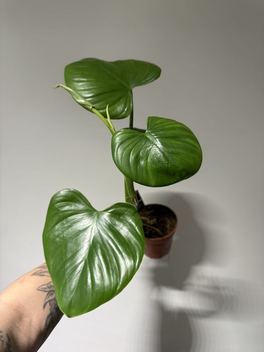 Філодендрон  Біркін, Ред, Pittieri, Пінк Біркін, Майоі, Грін