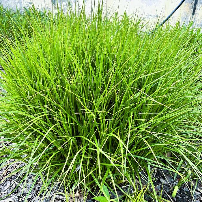 Turzyca palmowa Silberstreif 2L