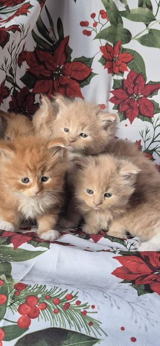 Kocięta Maine coon FPL