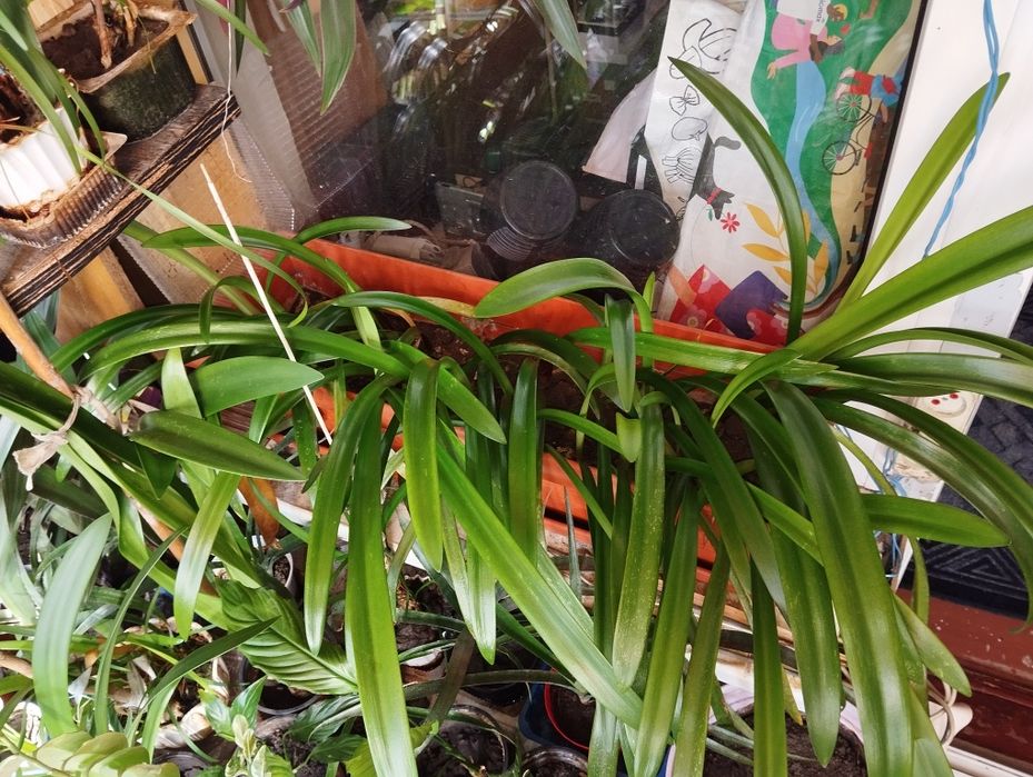 Рассада ярко красного амарилиса.