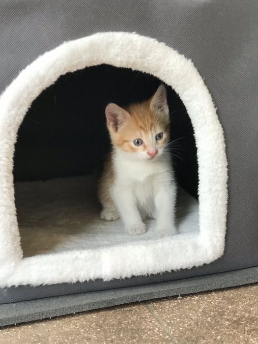 Котик в добрі руки