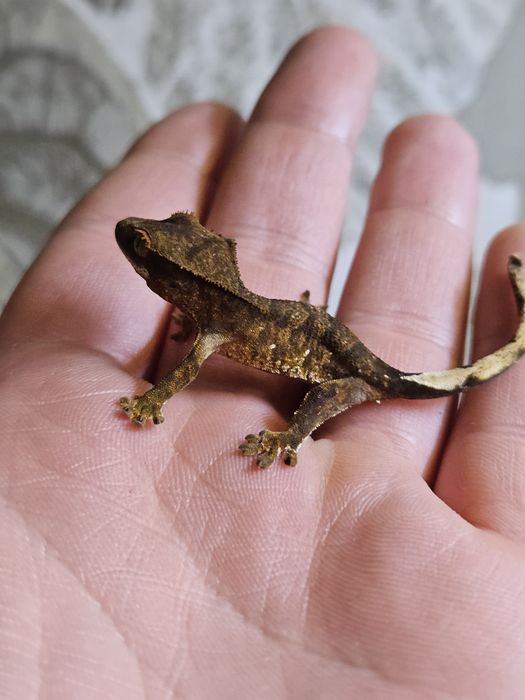 Gekon orzesniony odmiany extreme harlequin