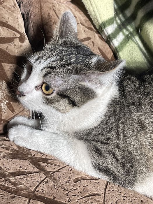 Відам котят в добрі руки!