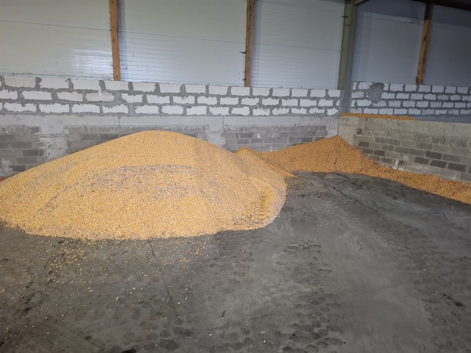 Kukurydza sucha ziarno