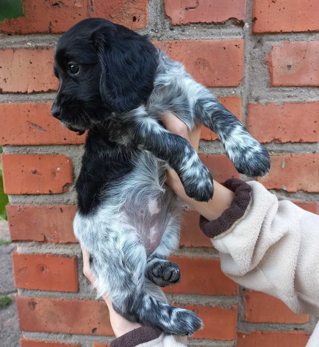 Цуценя РМС руський мисливський спаніель російський спанієль 4 м КРАПКА