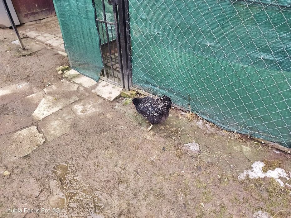 Kury barnevelder i kury hamburgi