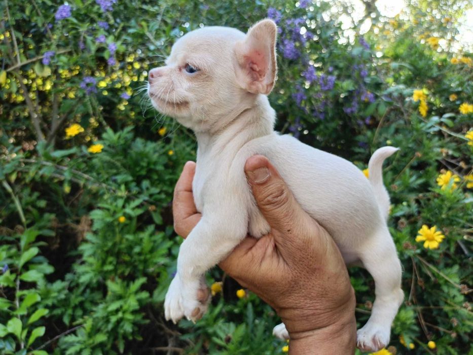 Chihuahua mini machinho pêlo curto