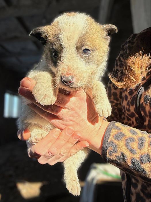 цуценята в добрі руки