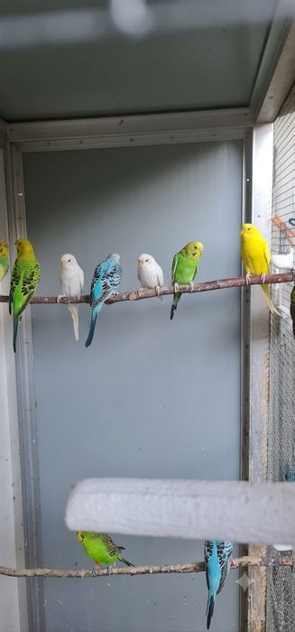 Periquitos Australianos