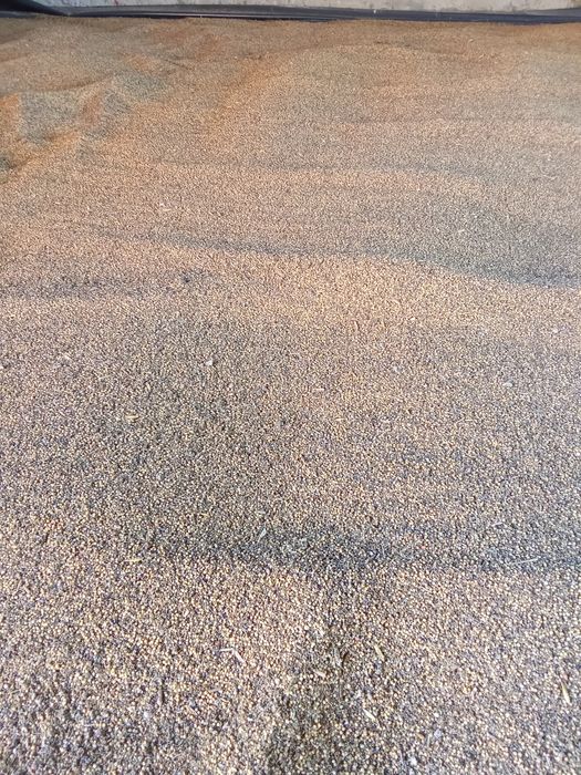 Gorczyca biała mątwikobójcza