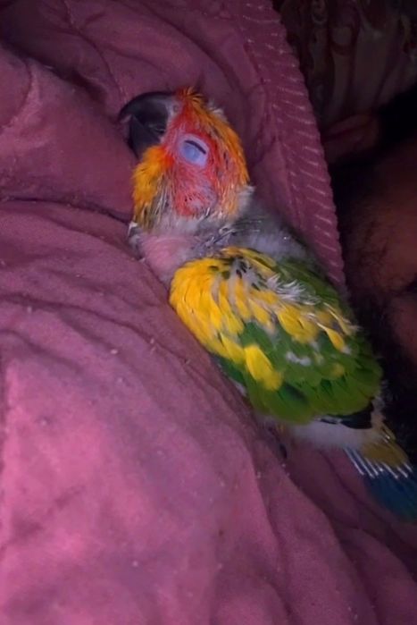 Sun Conure Bebé à Mão — Procuro Ringneck ou Lorikeet