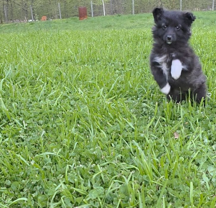Цуценята  -  дівчинка, метис, оброблена від паразитів, вакцинована