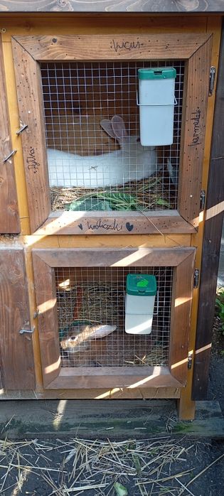 Klatki króliki hodowla