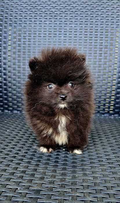 Lulu da Pomerânia