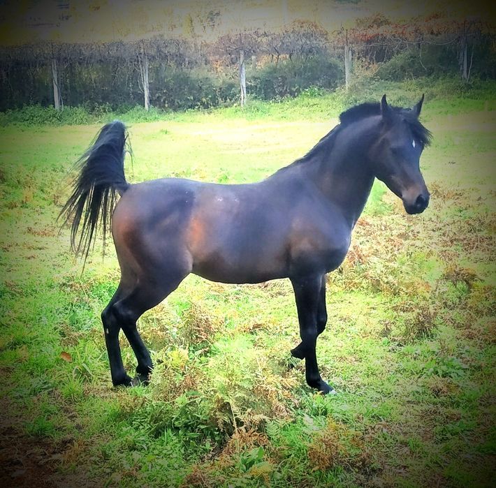 Cobrições Puro Sangue Arabe