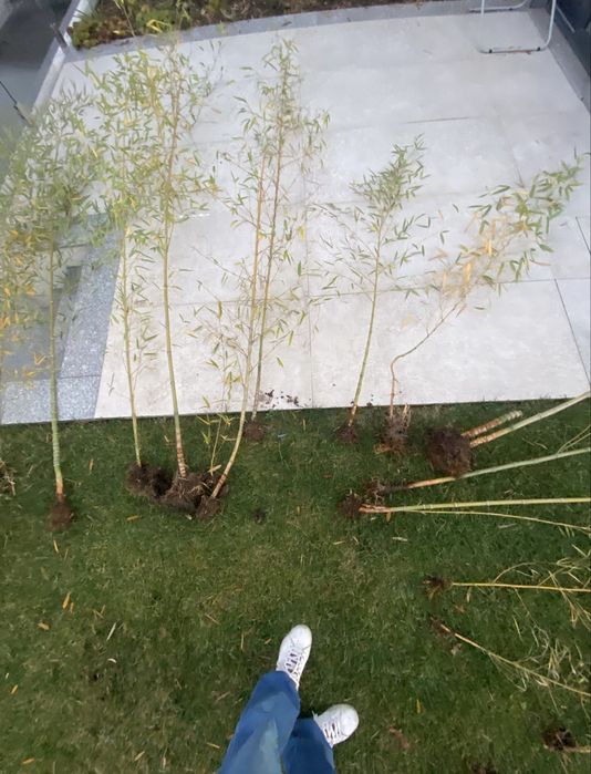 Canas bambu para plantar