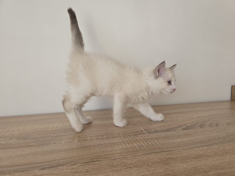 Kinder Ragdoll Bicolor, rodowód