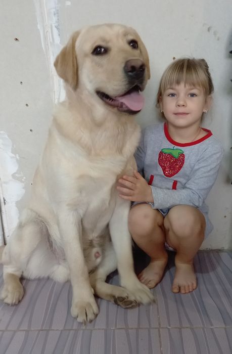 Чистокровный Лабрадор для вязки